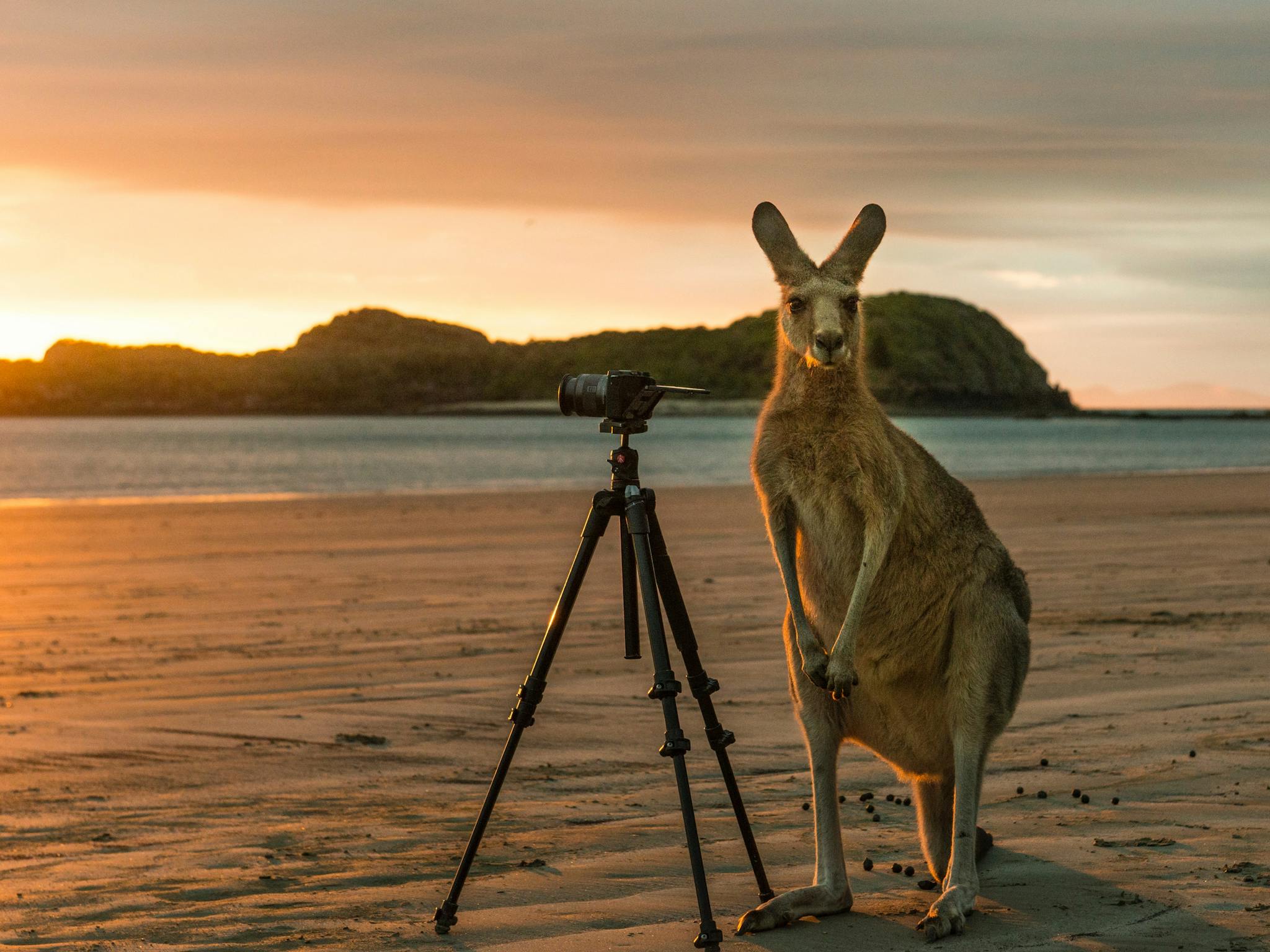 Kangaroo next to camera on Cape Hillsborough with Wedge Island and causeway in the background Kangaroo next to camera on Cape Hillsborough with Wedge Island and causeway in the background