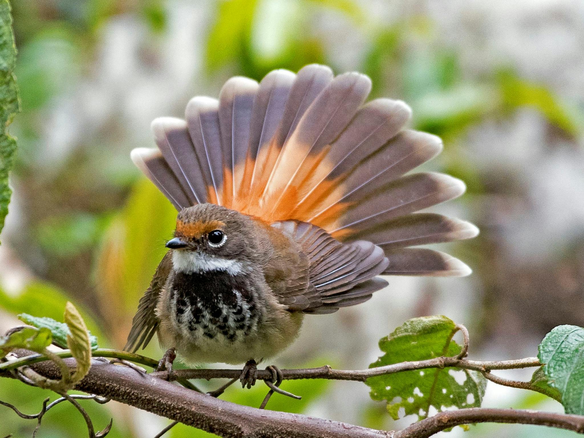 At Araluen Park Cottages around 120 bird species have been identified.