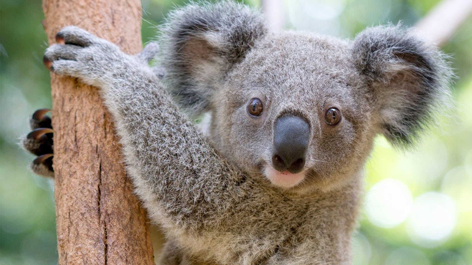 Koala Currumbin Wildlife Sanctuary