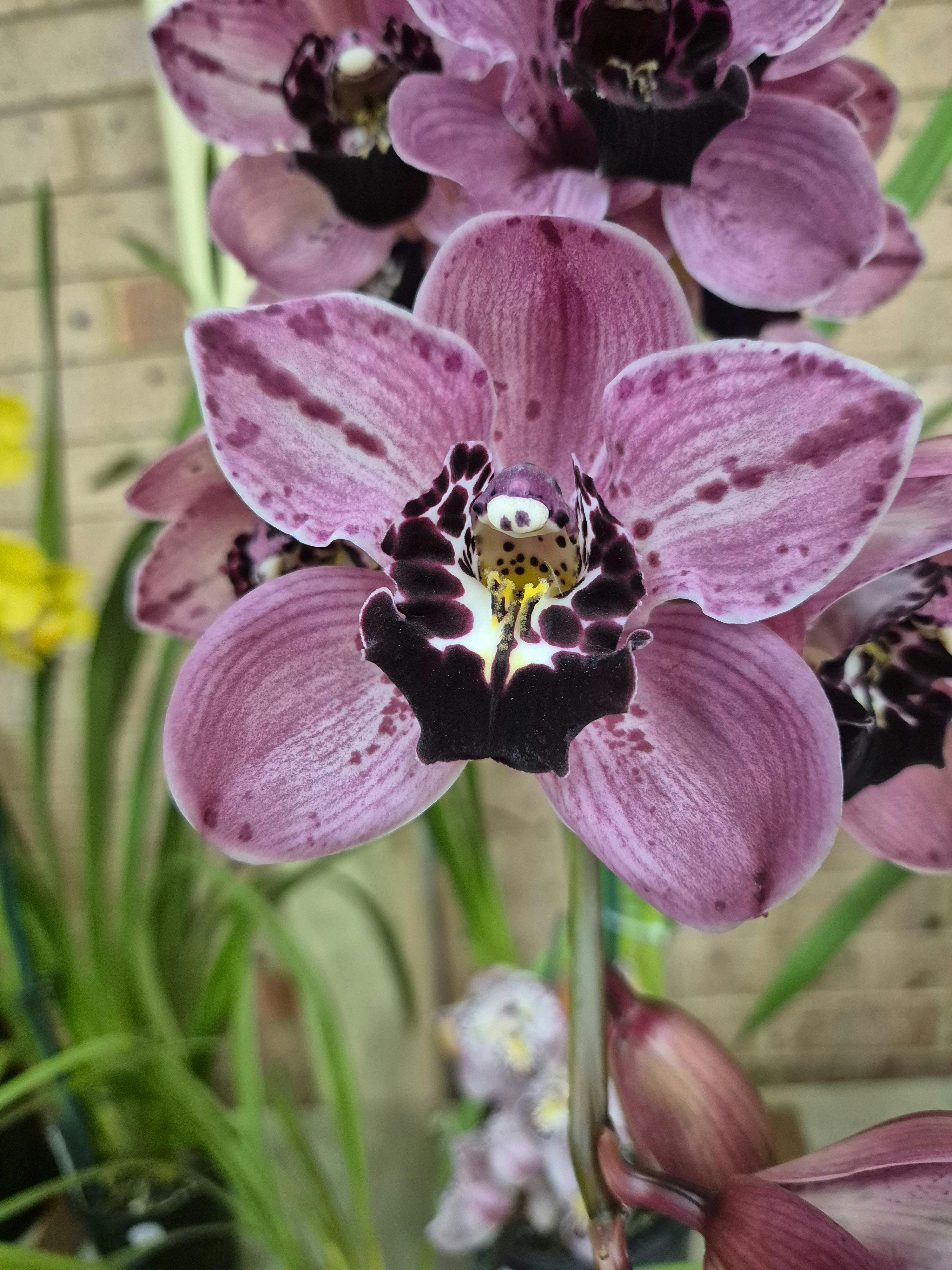 Picture of Pink Cymbidium Orchid