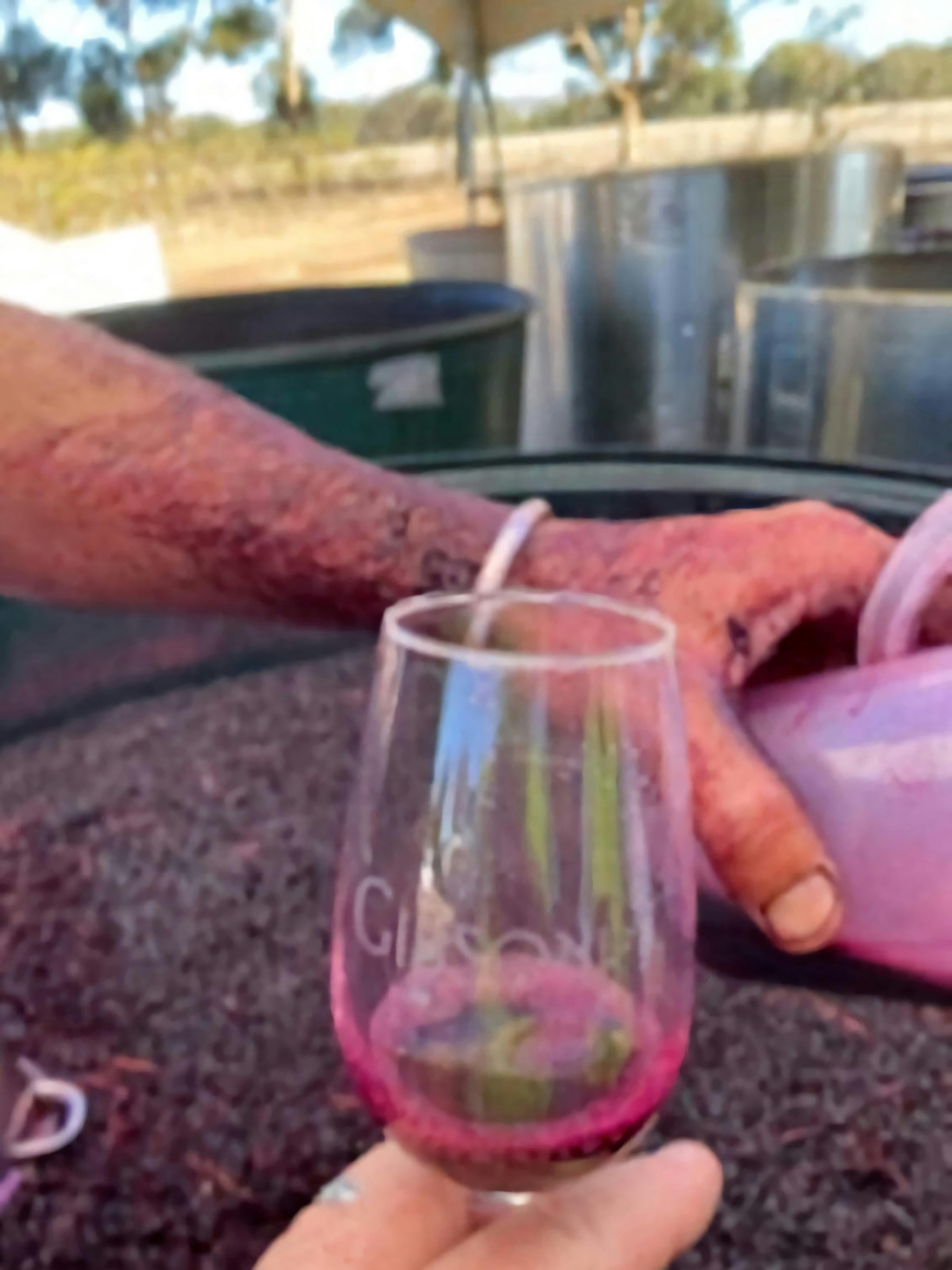 Tasting wine from a fermenter during vintage