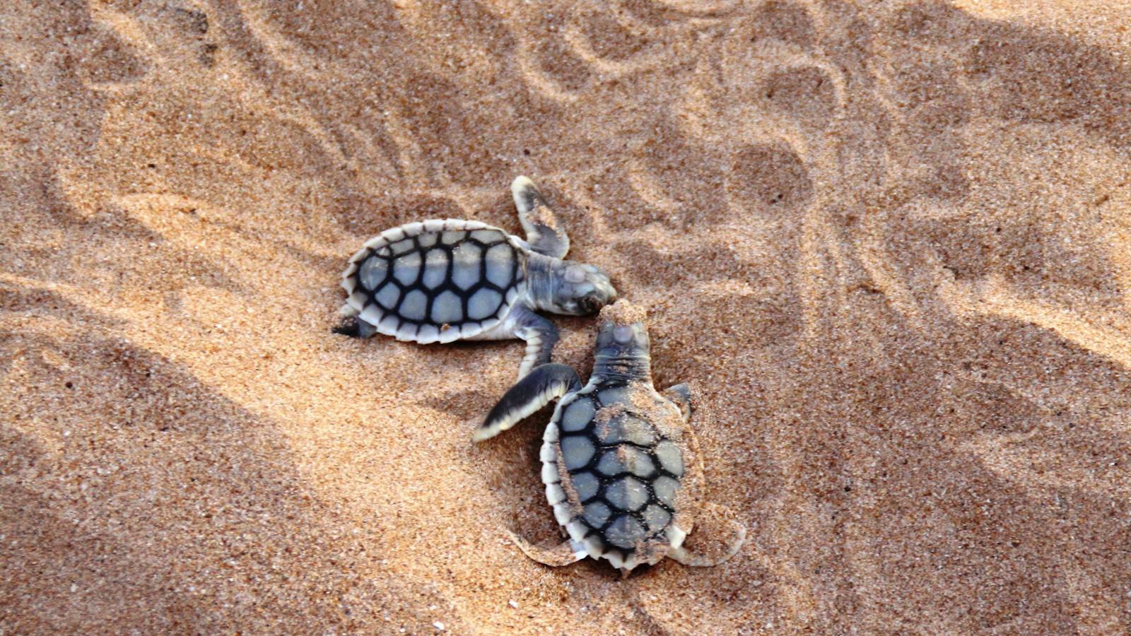 Sea_Turtle_Hatchling
