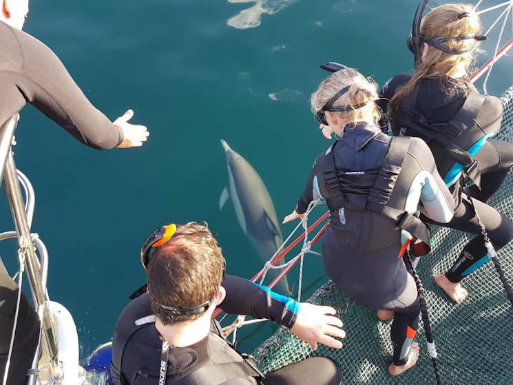 Swimmers in the net ready to be lowered into the water with wild dolphins.