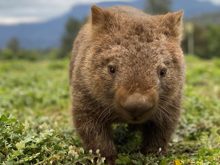 Wombat Sydney