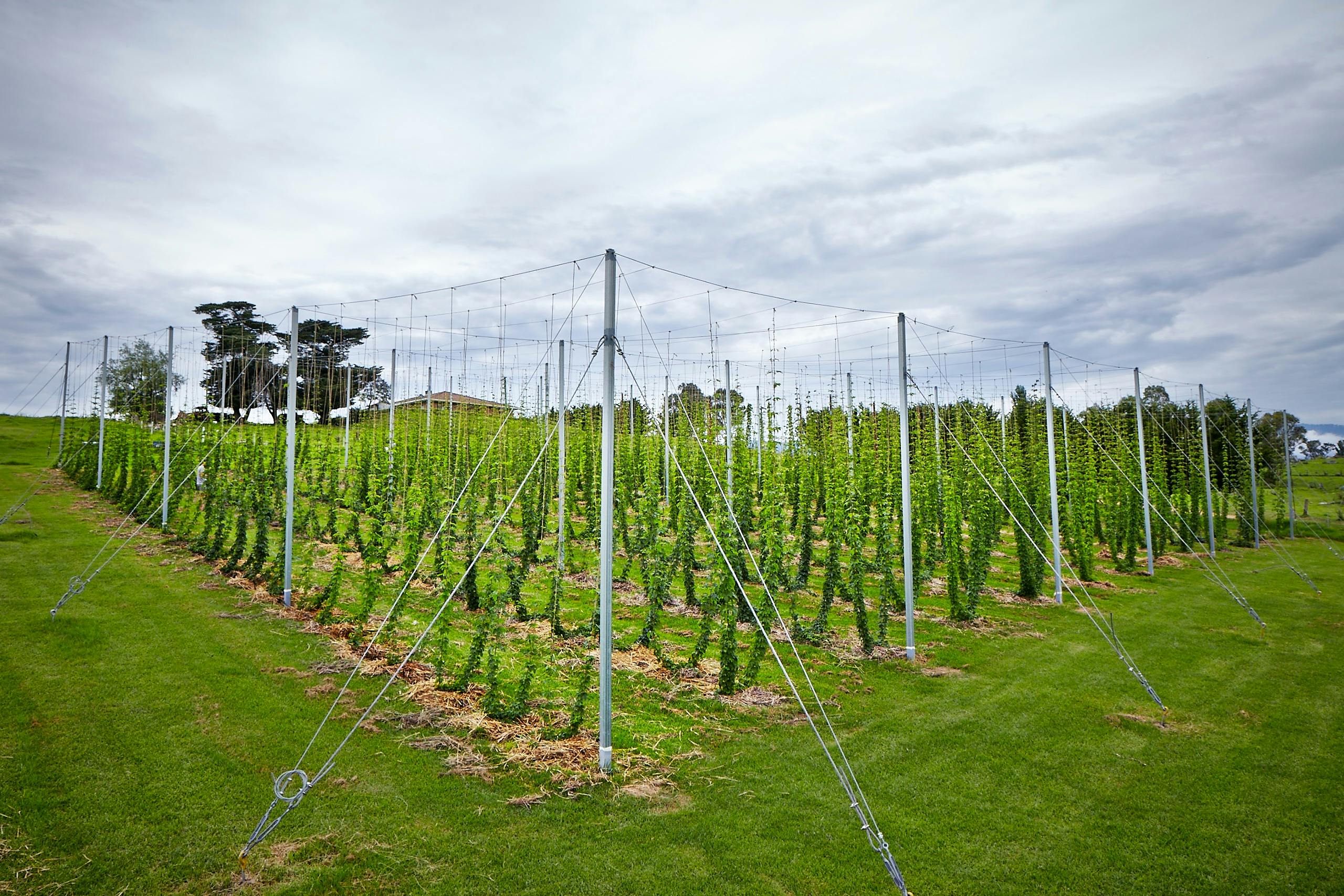 Hop field