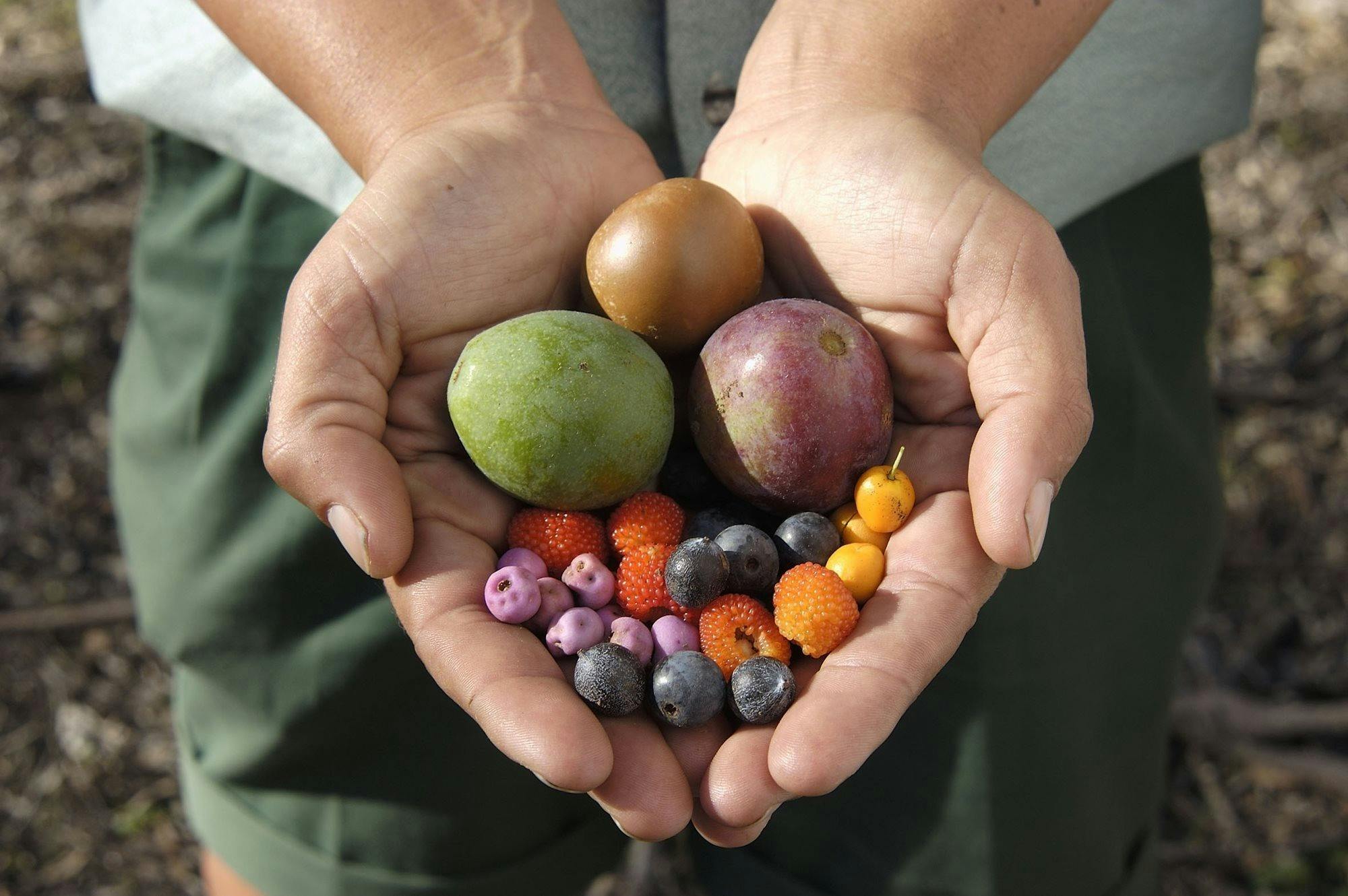 Bush Tucker Tour