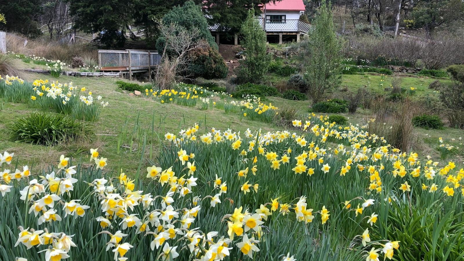 Day Dawn cottage in spring