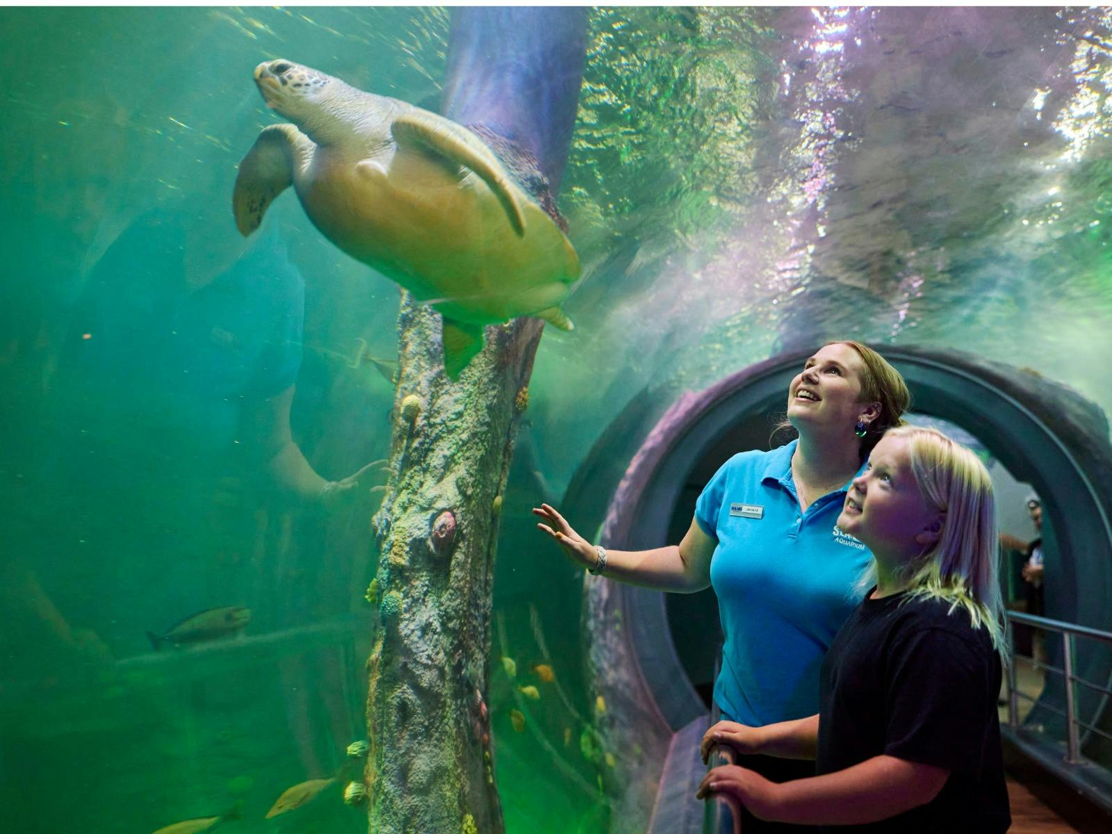 Celebrate 25 years of SEA LIFE Melbourne Aquarium with a Turtle-tastic Adventure