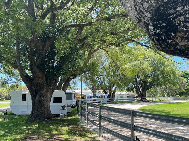 Caravans around the edge of the Showring under shady trees
