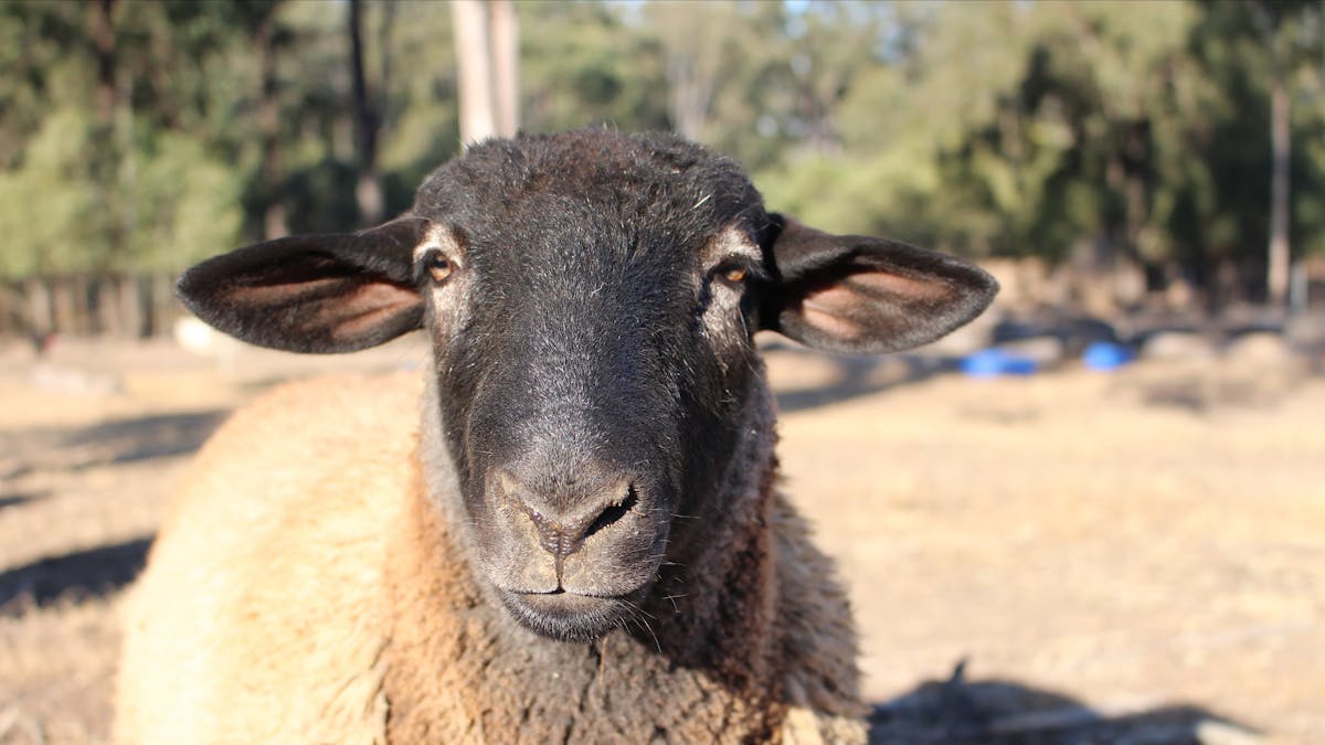 Haigslea EWE-Nique