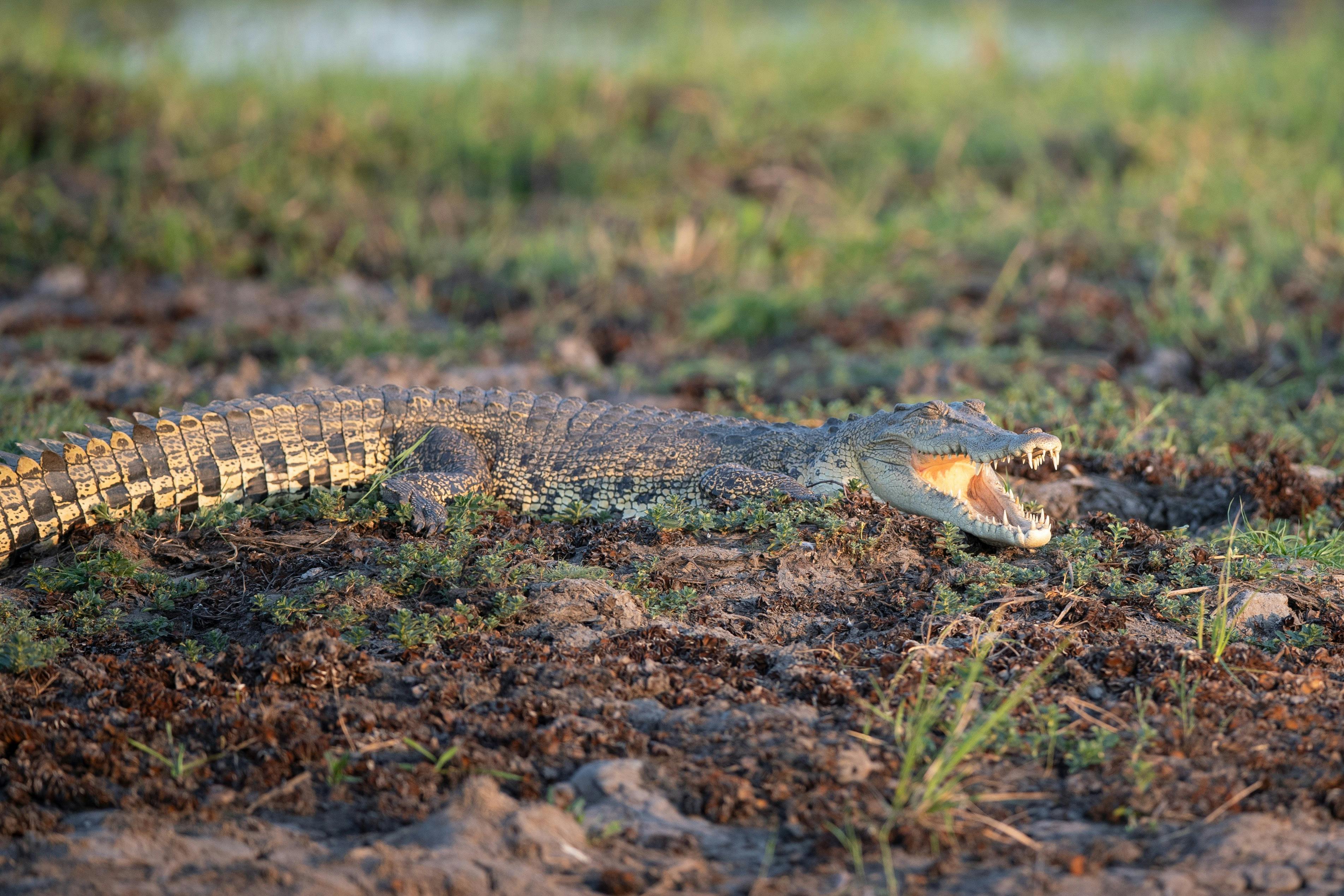 Wildlfie photography tours in Kakadu with Luke Paterson NT Bird Specialists