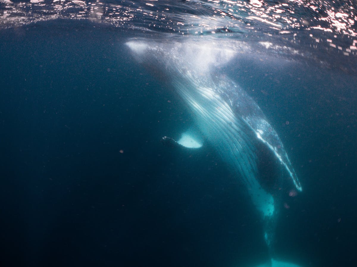 underwater photo