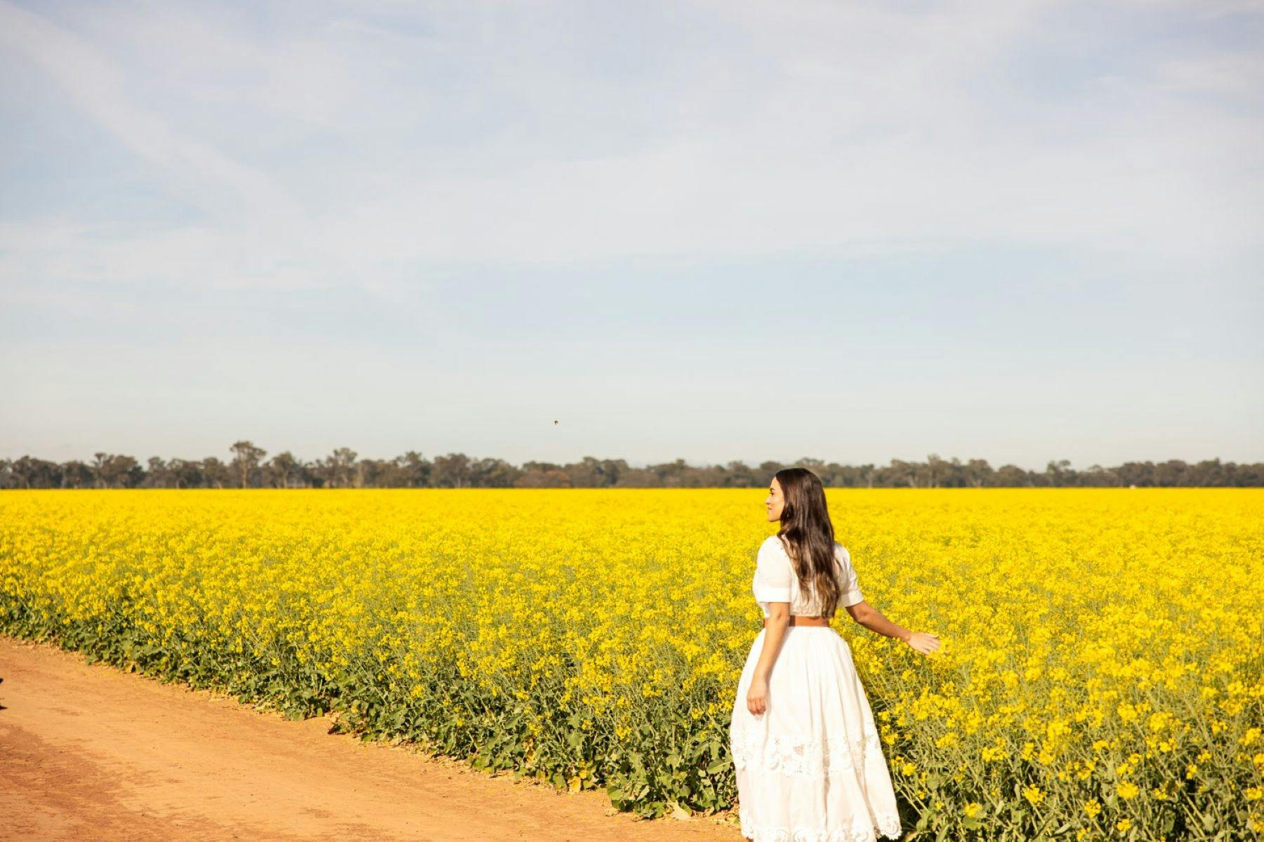 Yellow Bloom Road- Canola Trail
