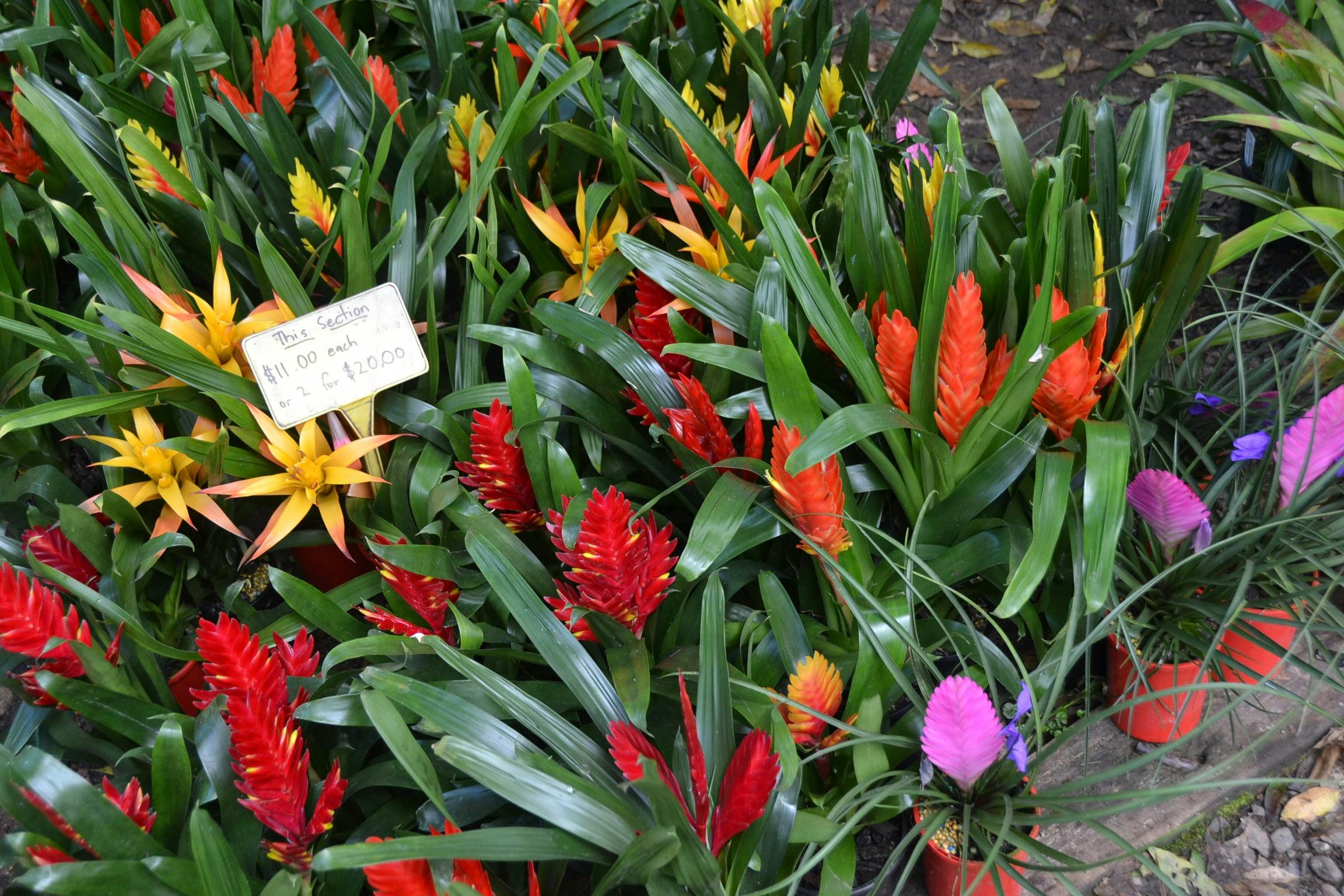 Bellingen Herbstpflanzenmesse