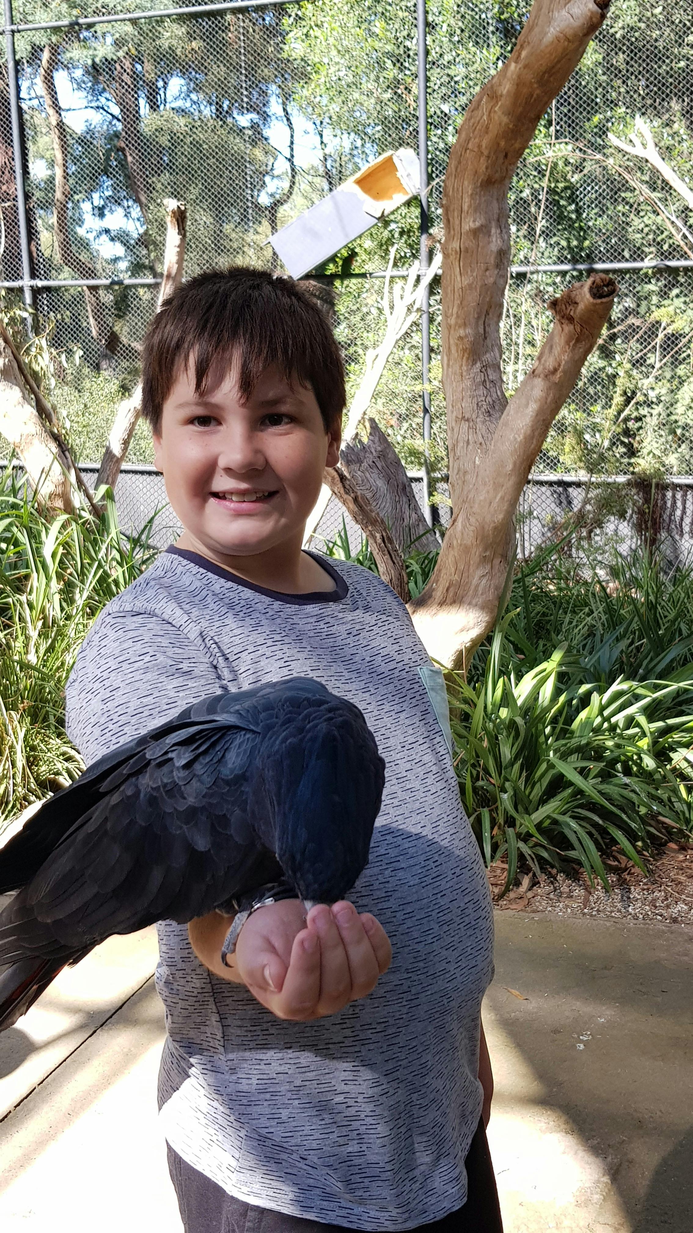 Feeding the parrot
