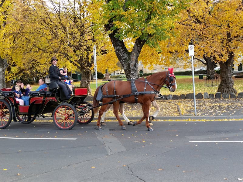 Autumn carriage ride with Red & Errol