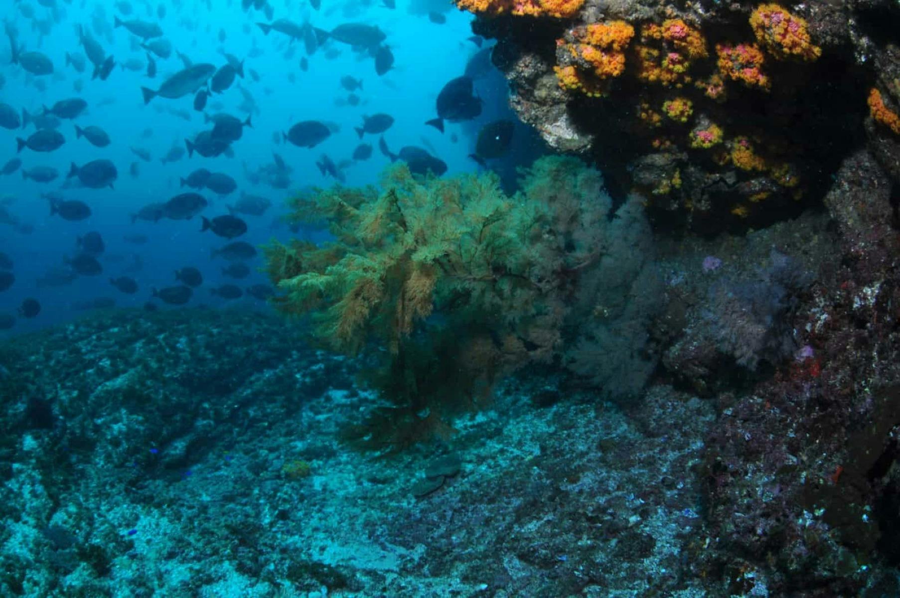 Diving