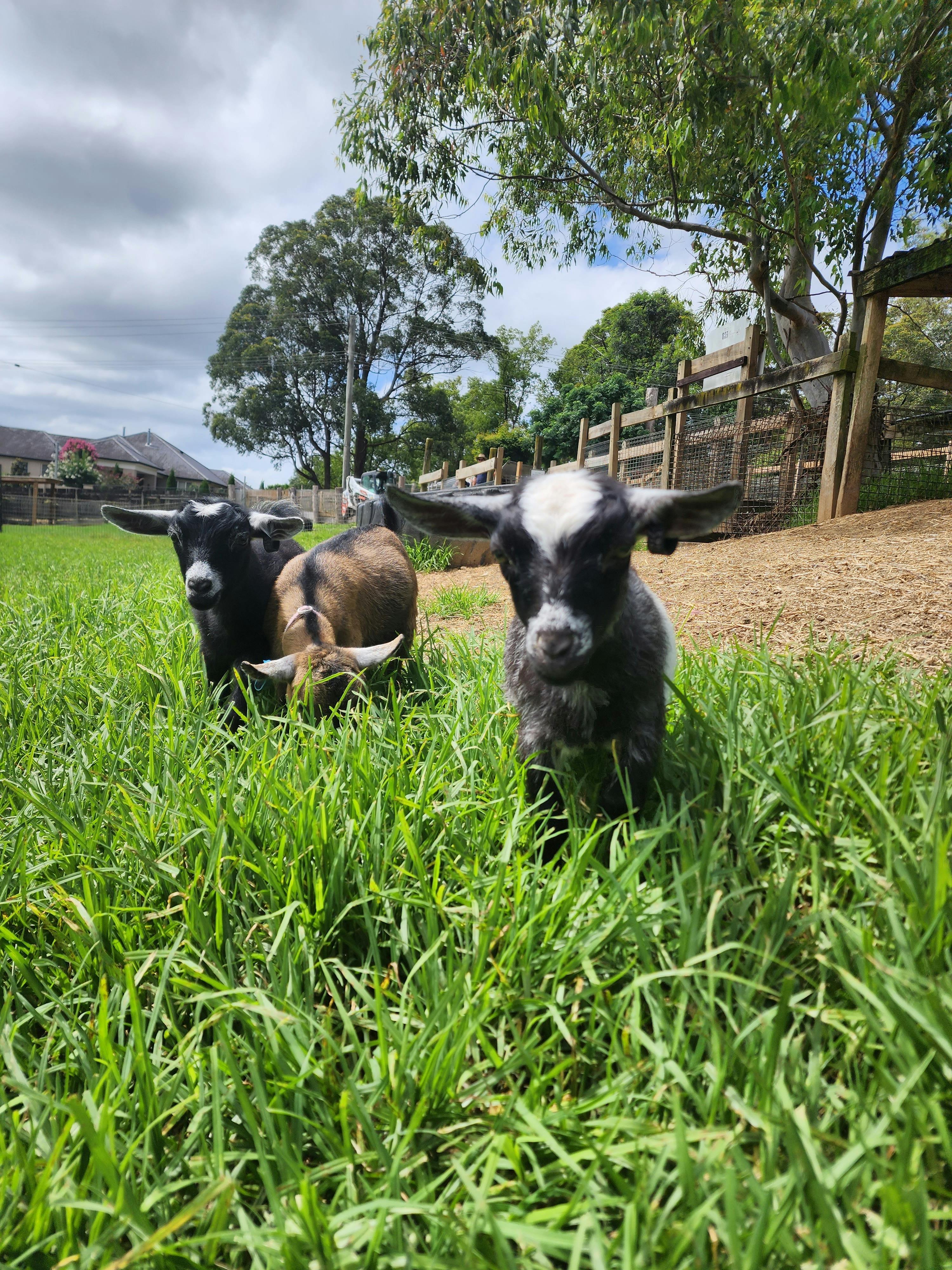 pygmy Goats