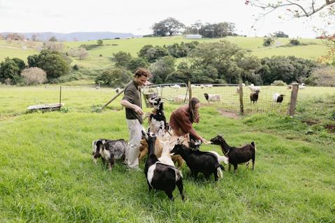 Animal encounters