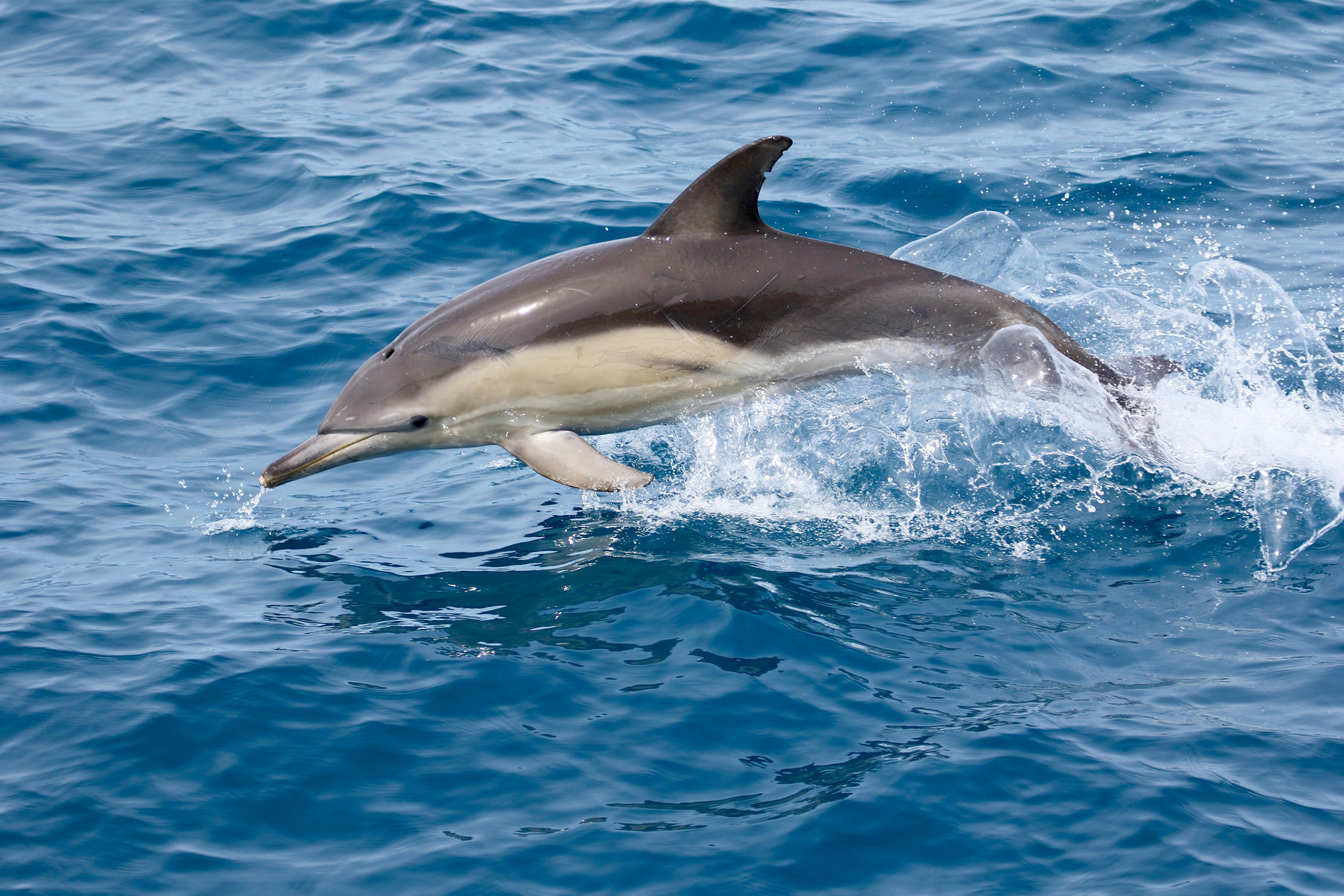 Adelaide Ocean Safari