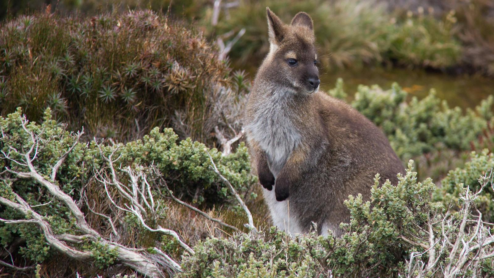Bennett's wallaby on Ben Lomond