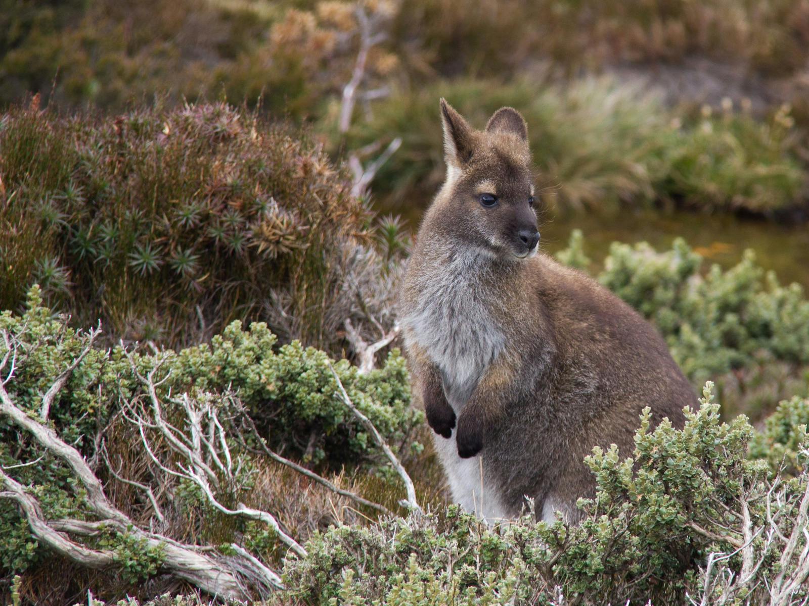 Bennett's wallaby on Ben Lomond