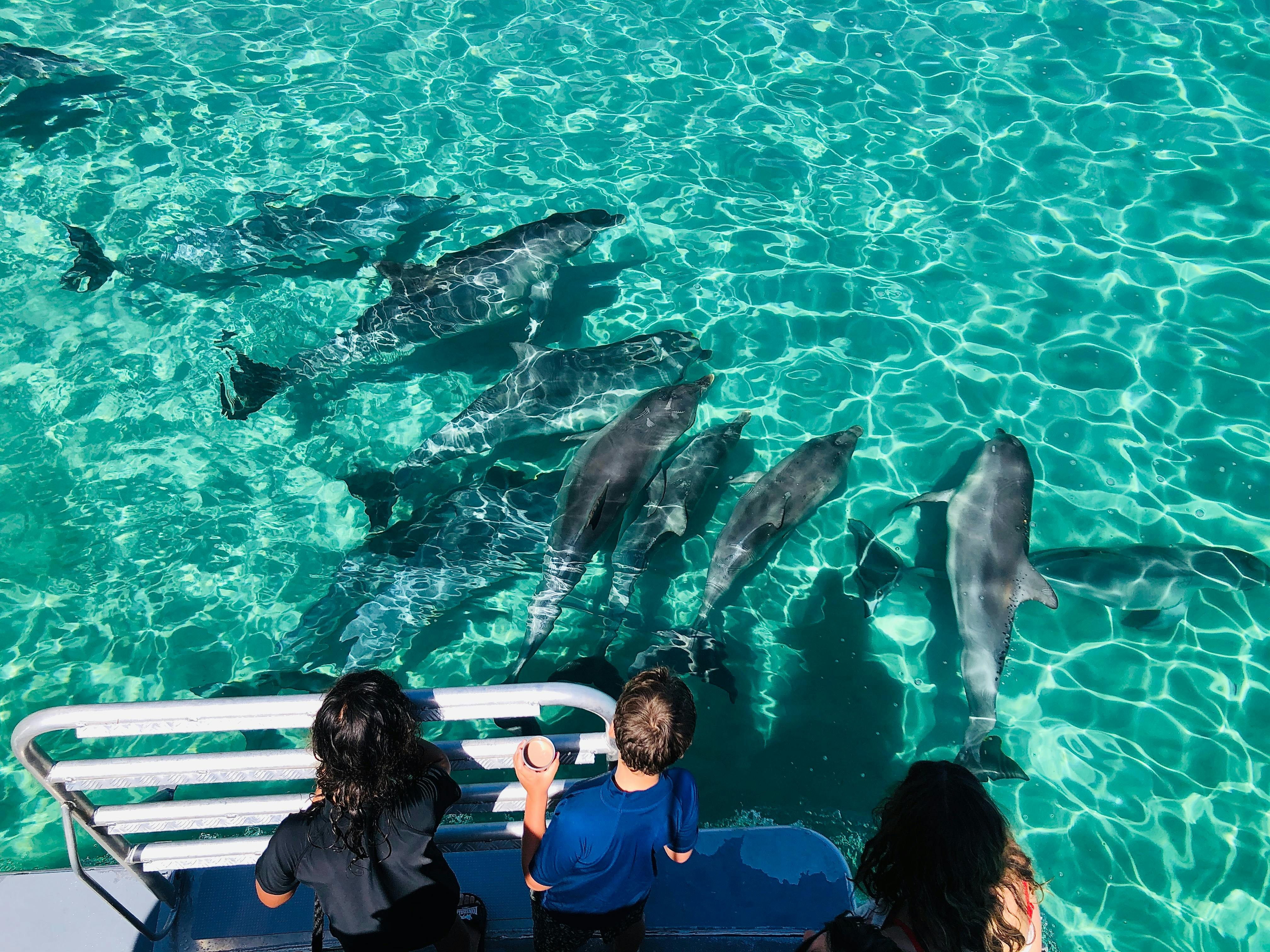 dolphins enjoying the safety of a prop free zone