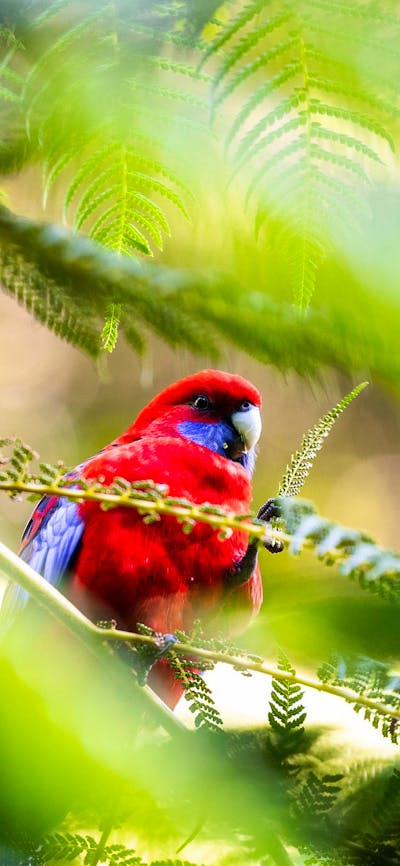 bird