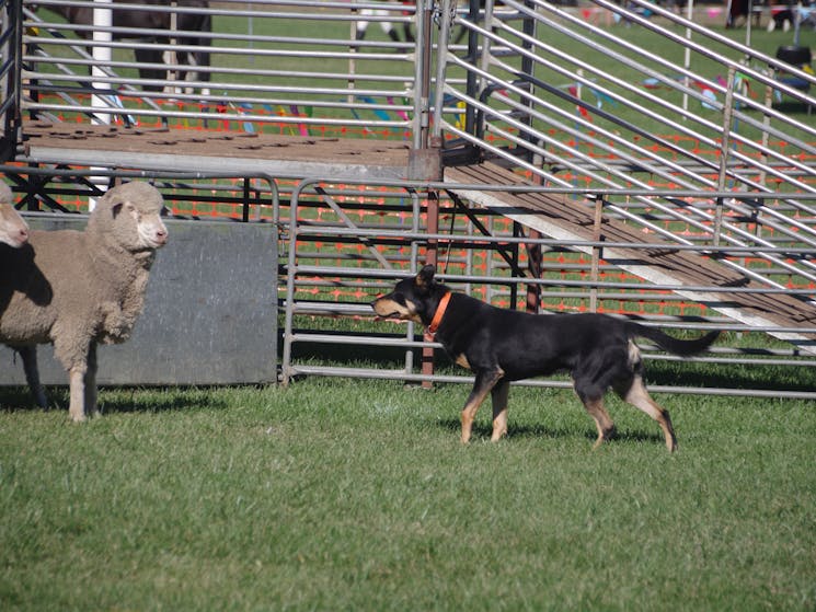 Bombala Show