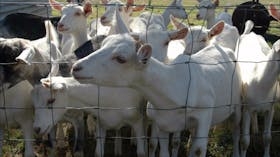 Jannei Goat Dairy