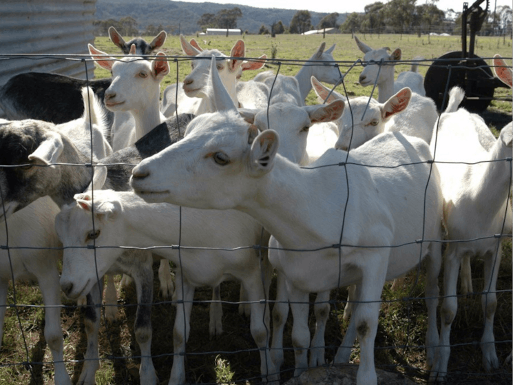 Jannei Artisan Cheese