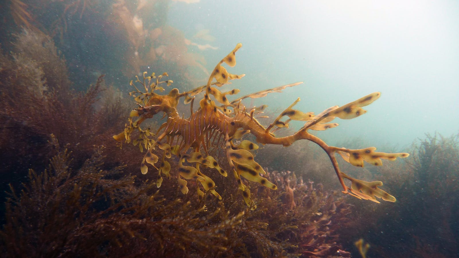 Diving Adelaide