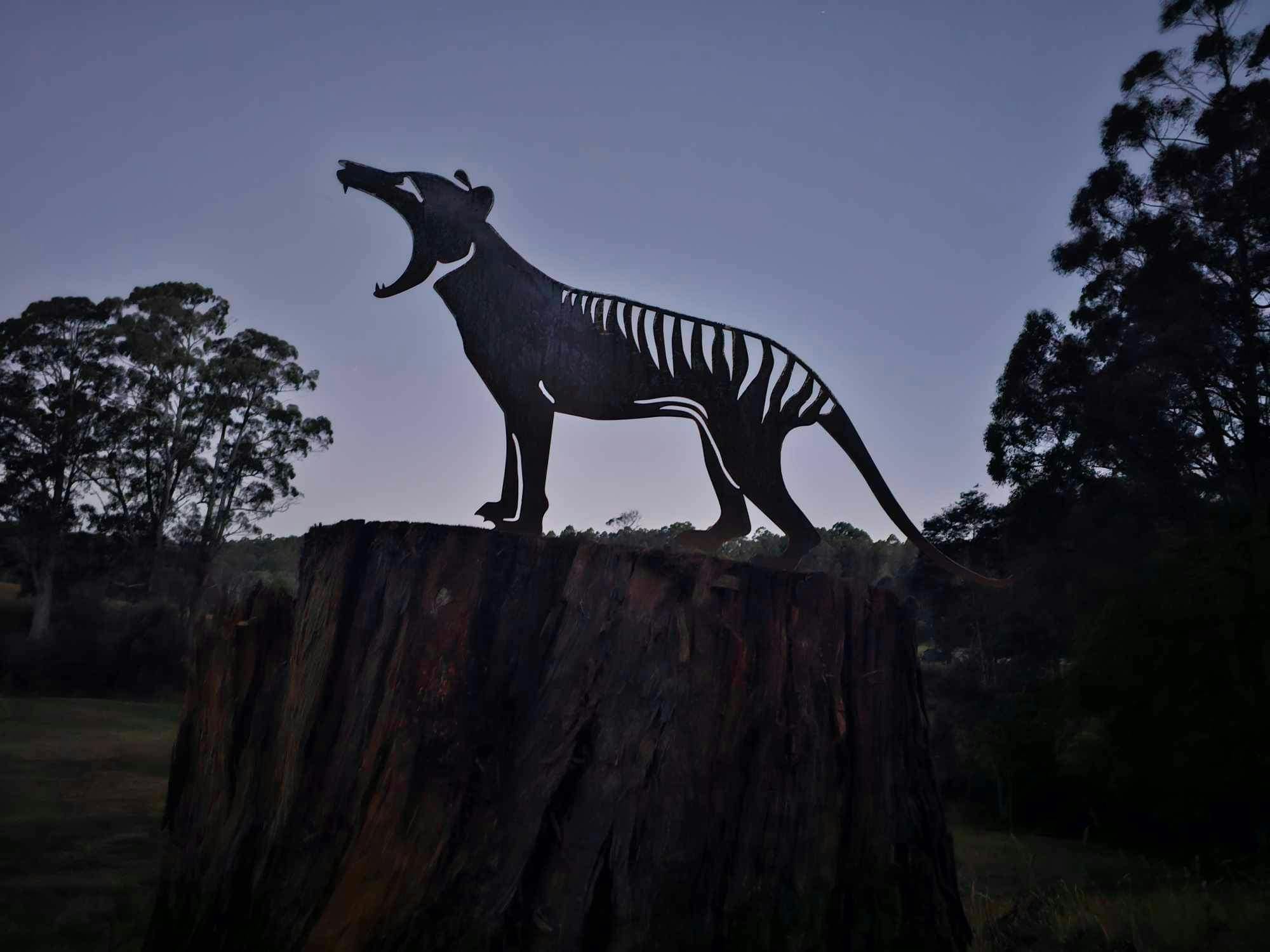 There are 10 hidden Tasmania Tigers hidden around the property. Can you find all of them?