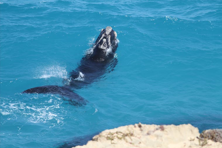 Nullarbor National Park