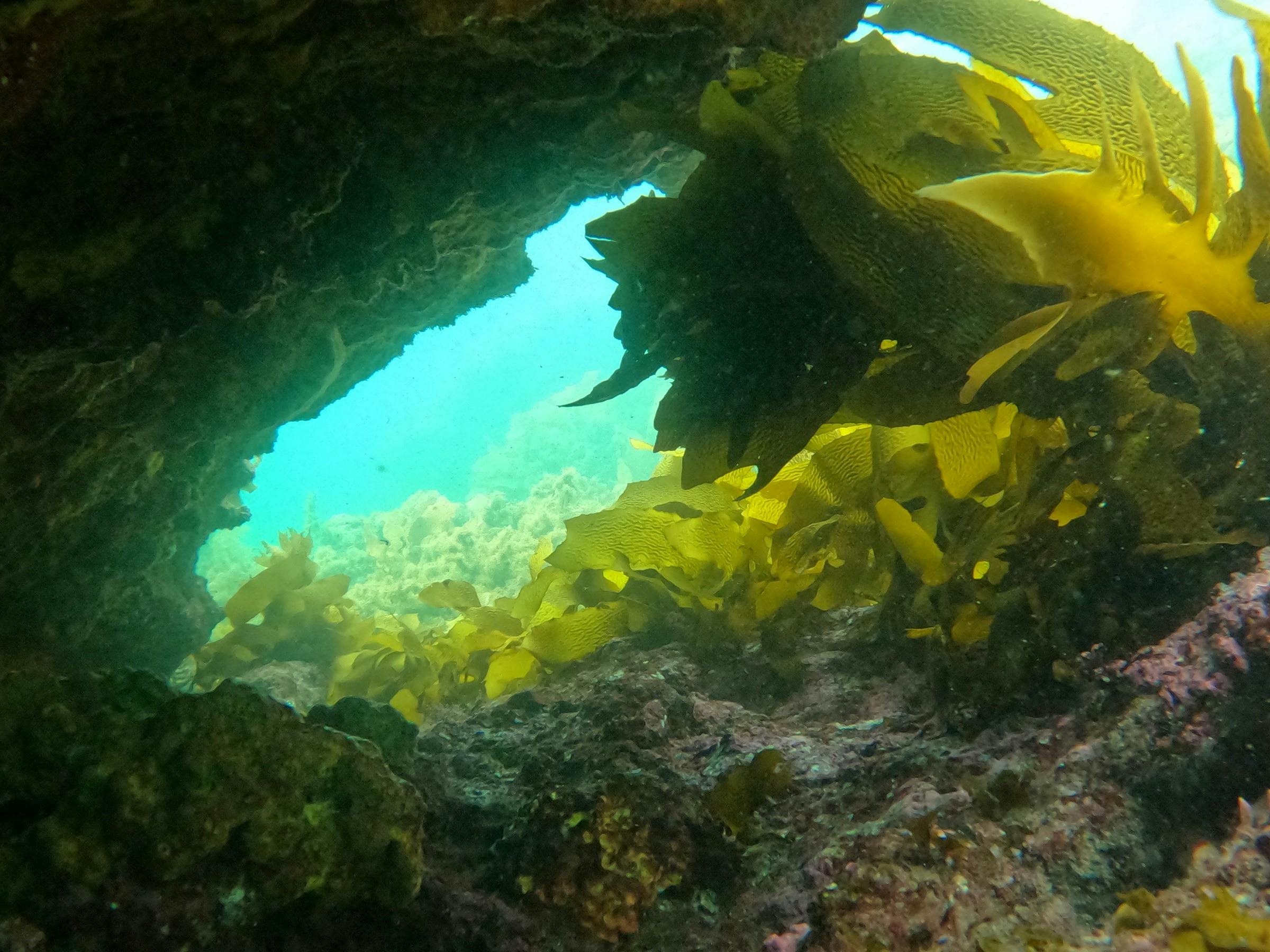 Rocky reef with large seagrass