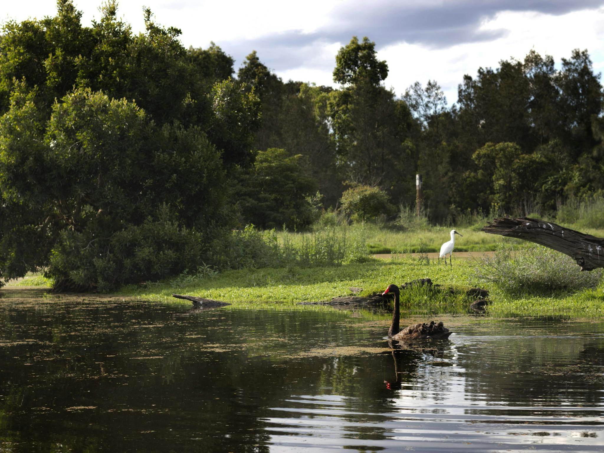 Swans and Egrets onsite