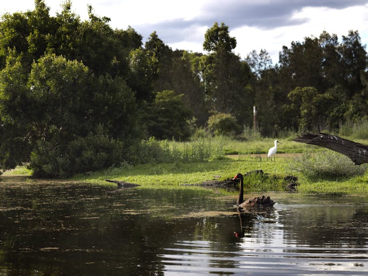 Swans and Egrets onsite