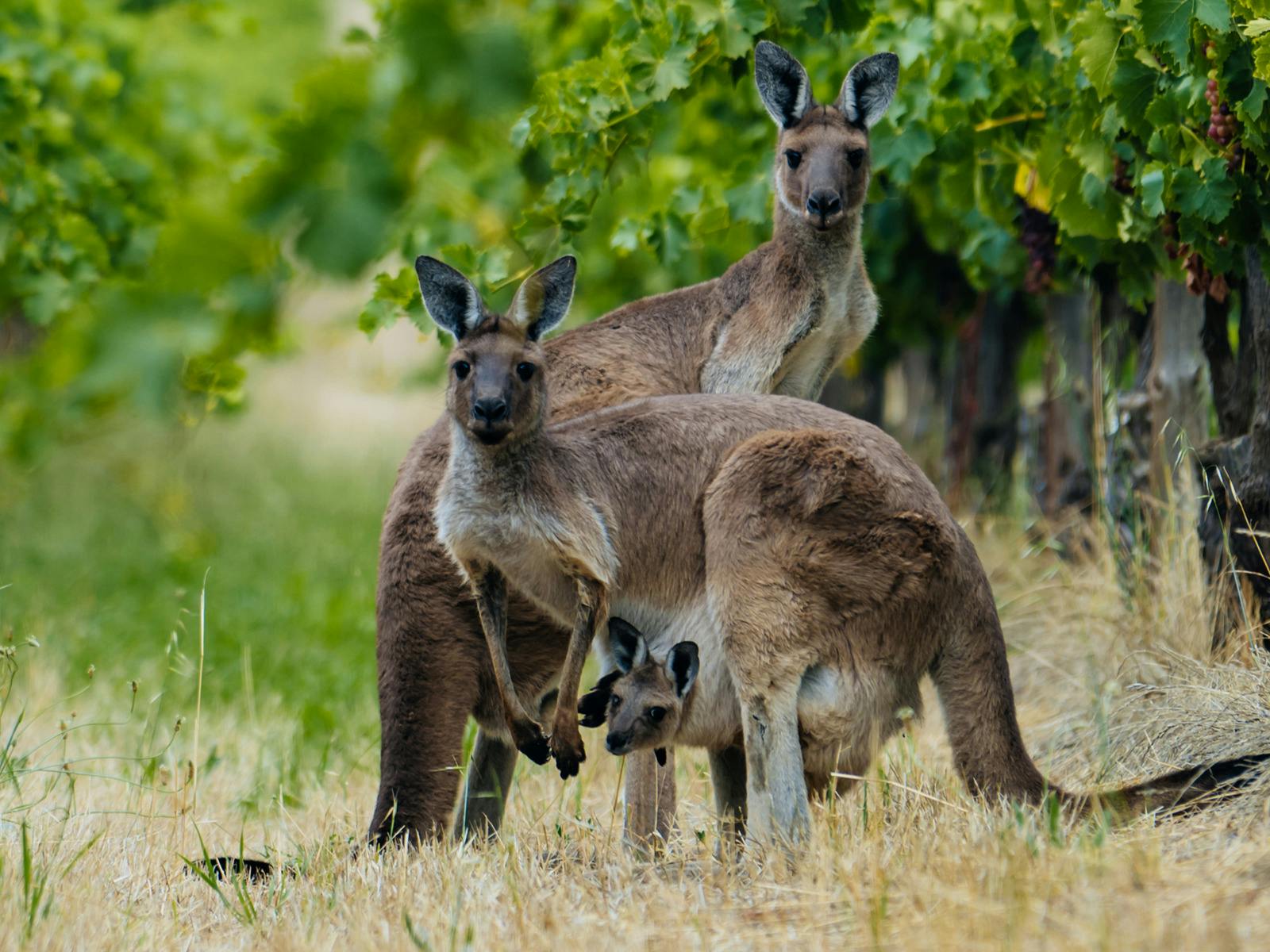McLaren Vale Trail