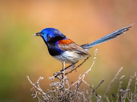 Bird watching at Bendleby Ranges is a popular adventure. with many species residing here
