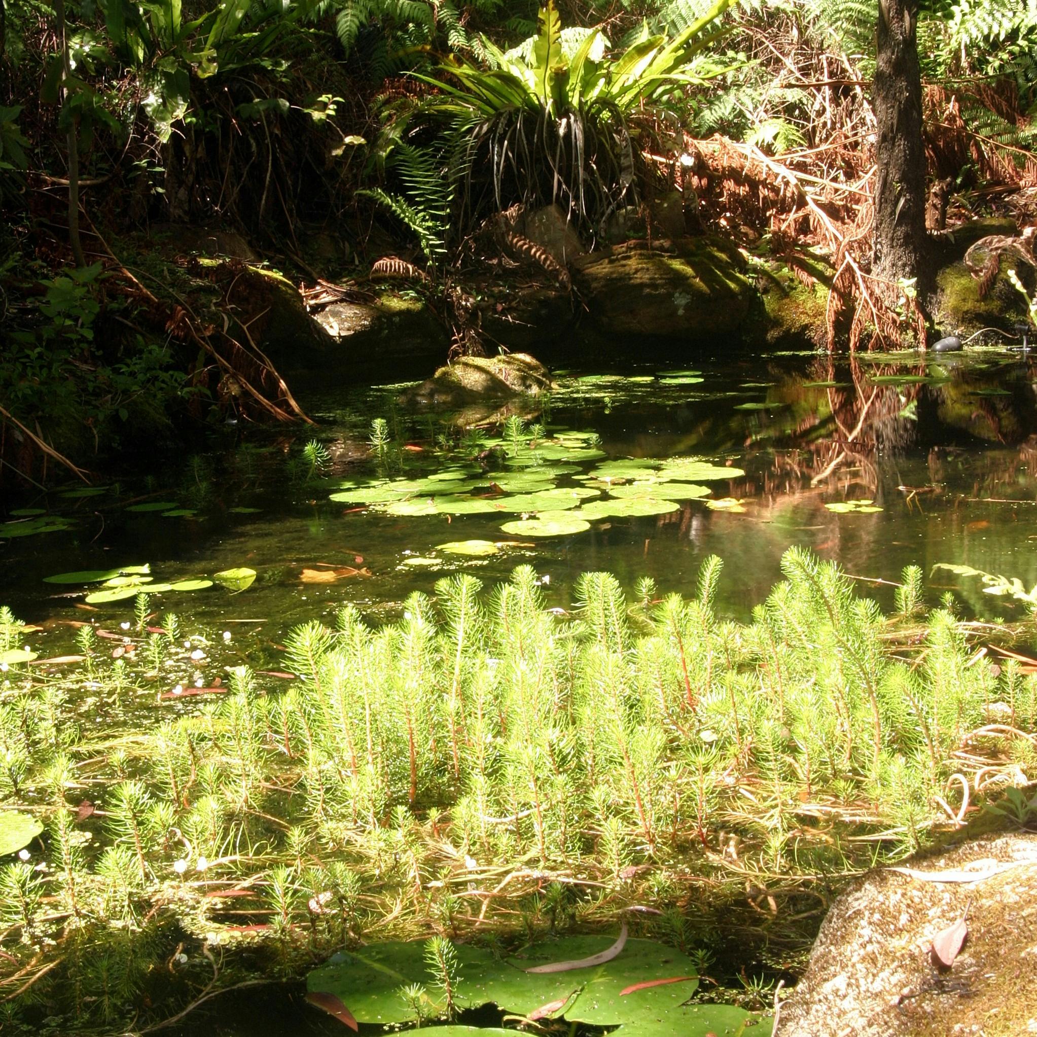 Lily pads and pond at Stony Range Botanical gardens