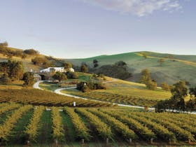 Vineyard rows looking over Bethany wine region