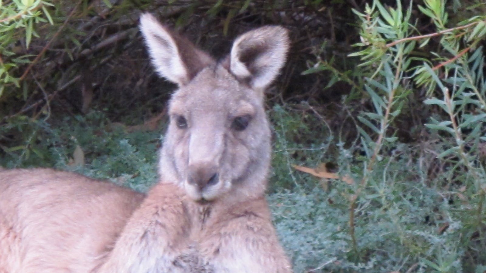 Grampians Victoria Australia