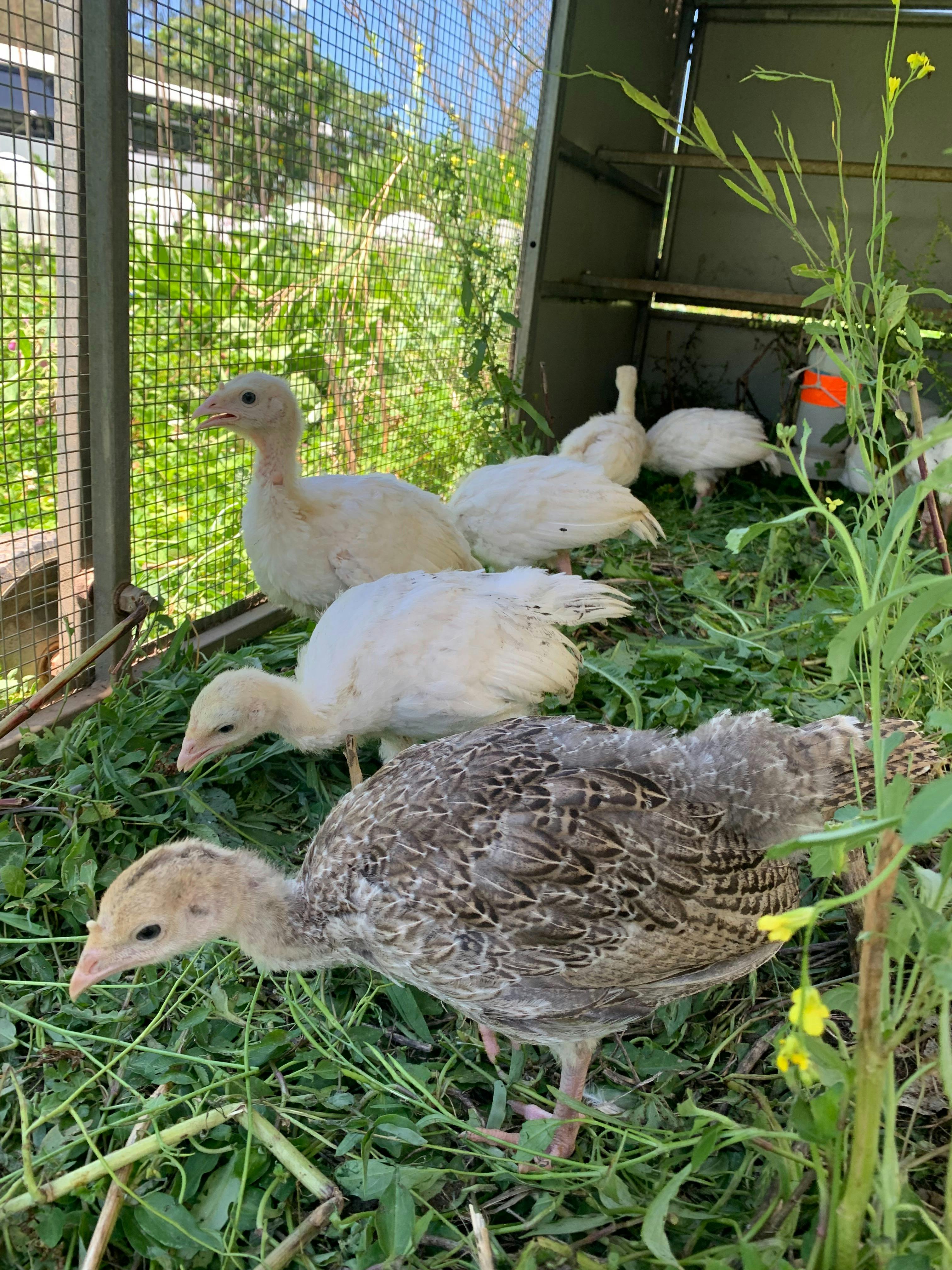 Summer School Holidays Farm Tour