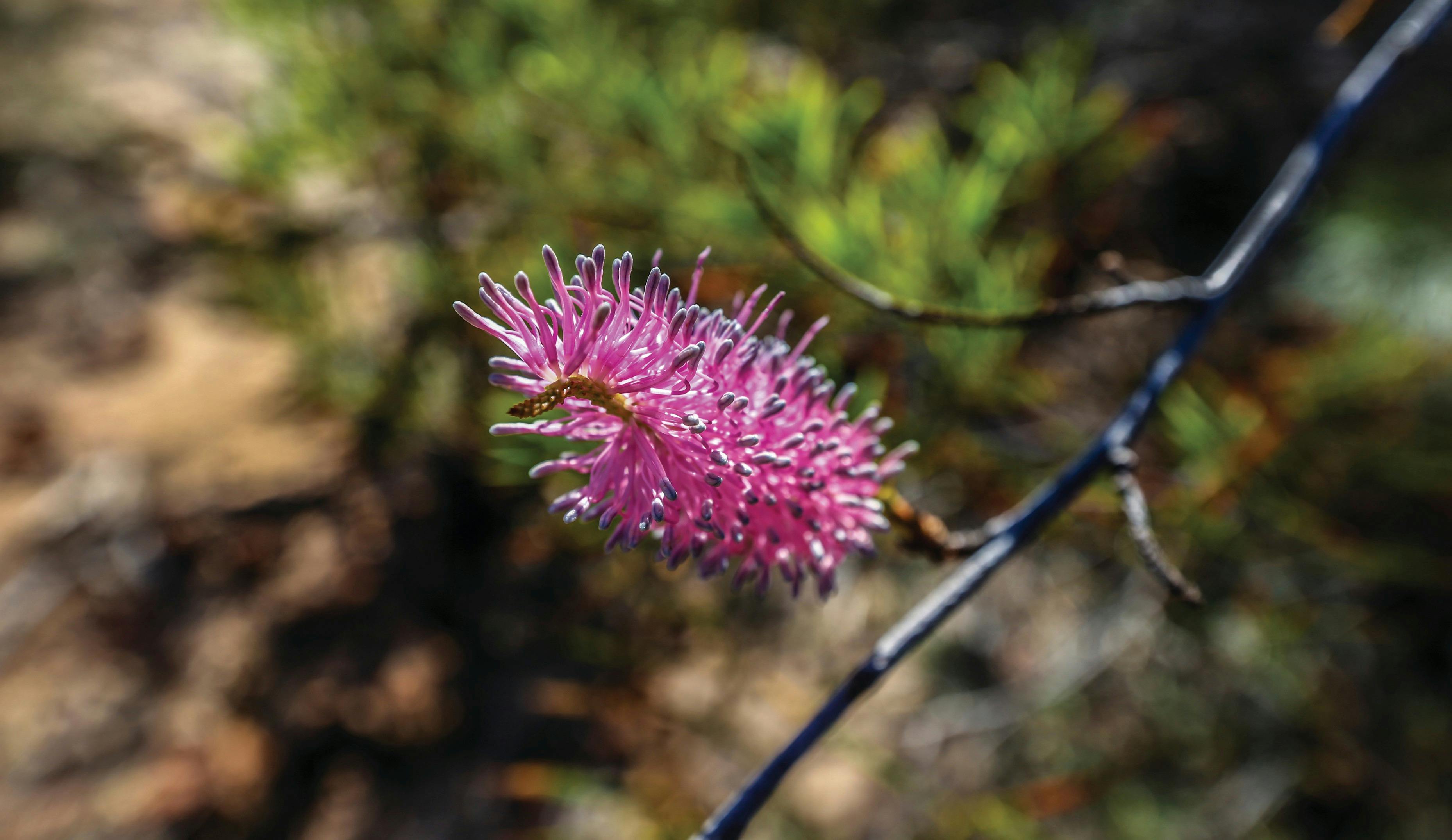 Northern Explorer Wildflower Trail, Kalbarri, Western Australia