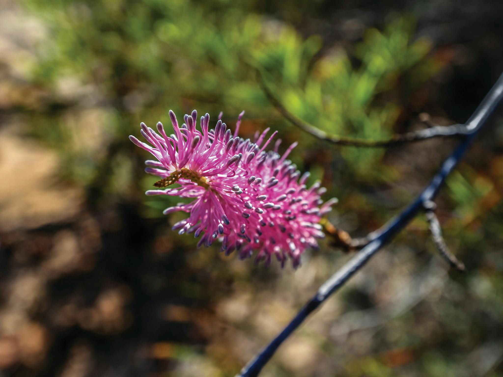 Northern Explorer Wildflower Trail, Kalbarri, Western Australia