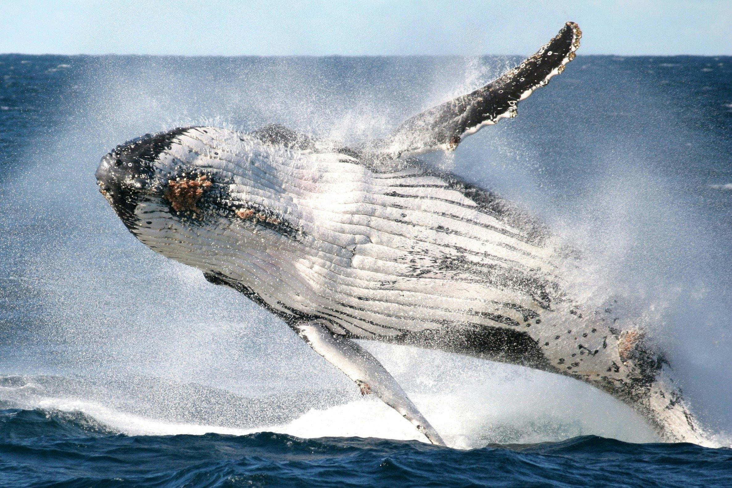 Go Whale Watching | Sydney, Australia - Official Travel & Accommodation