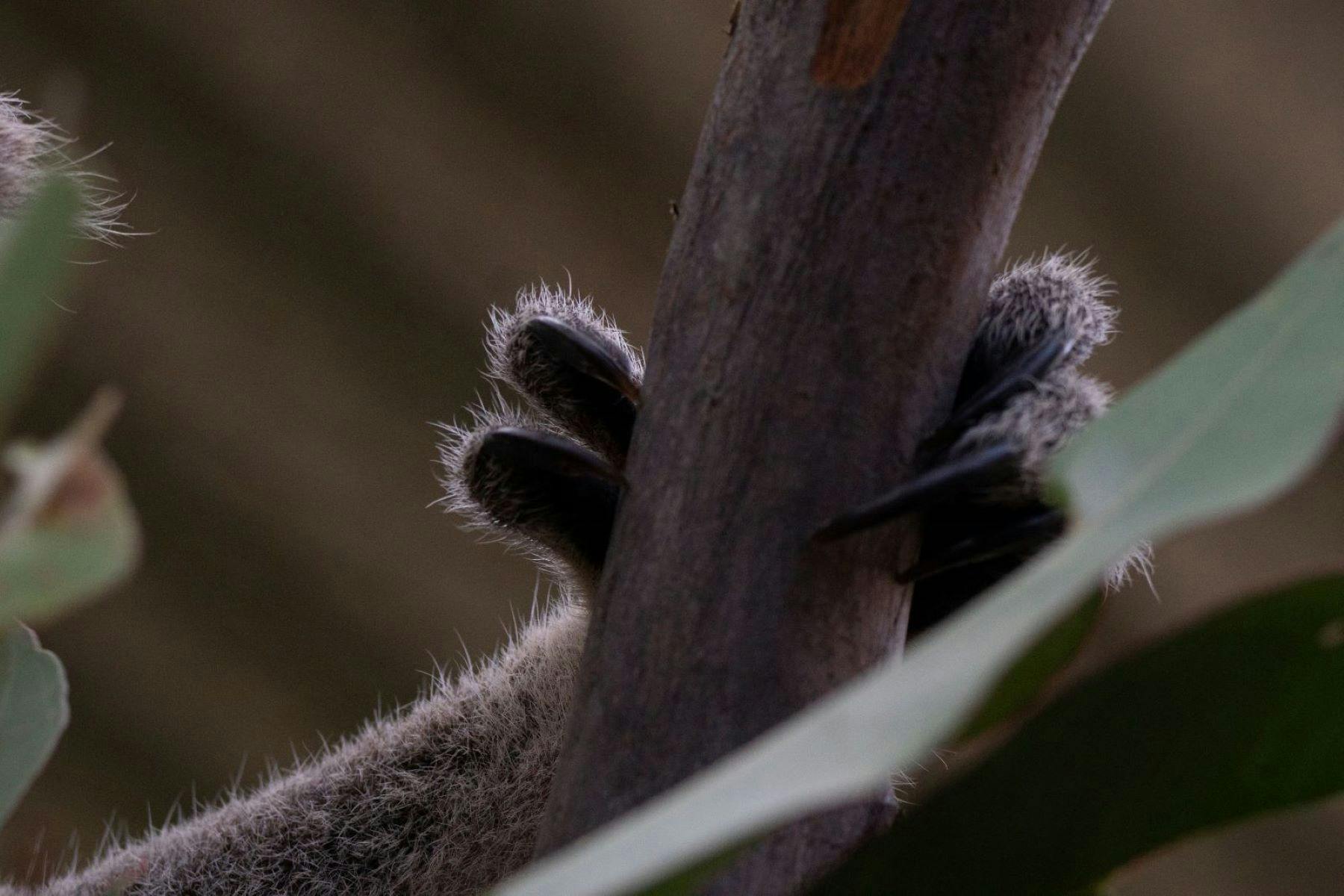 A koala hand holding onto a branch