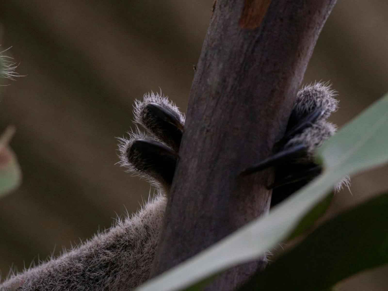 A koala hand holding onto a branch