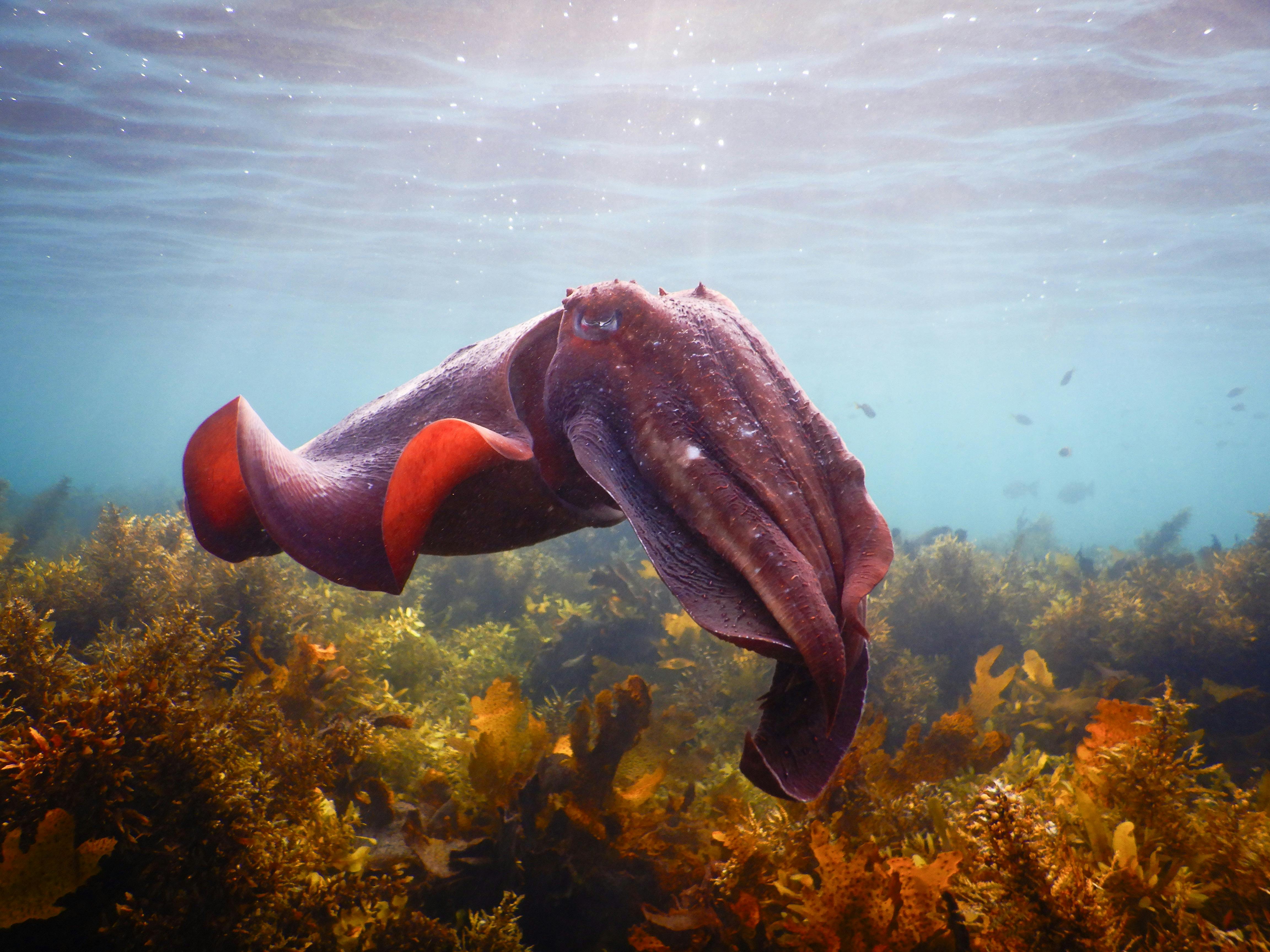 Giant cuttlefish seen while snorkeling