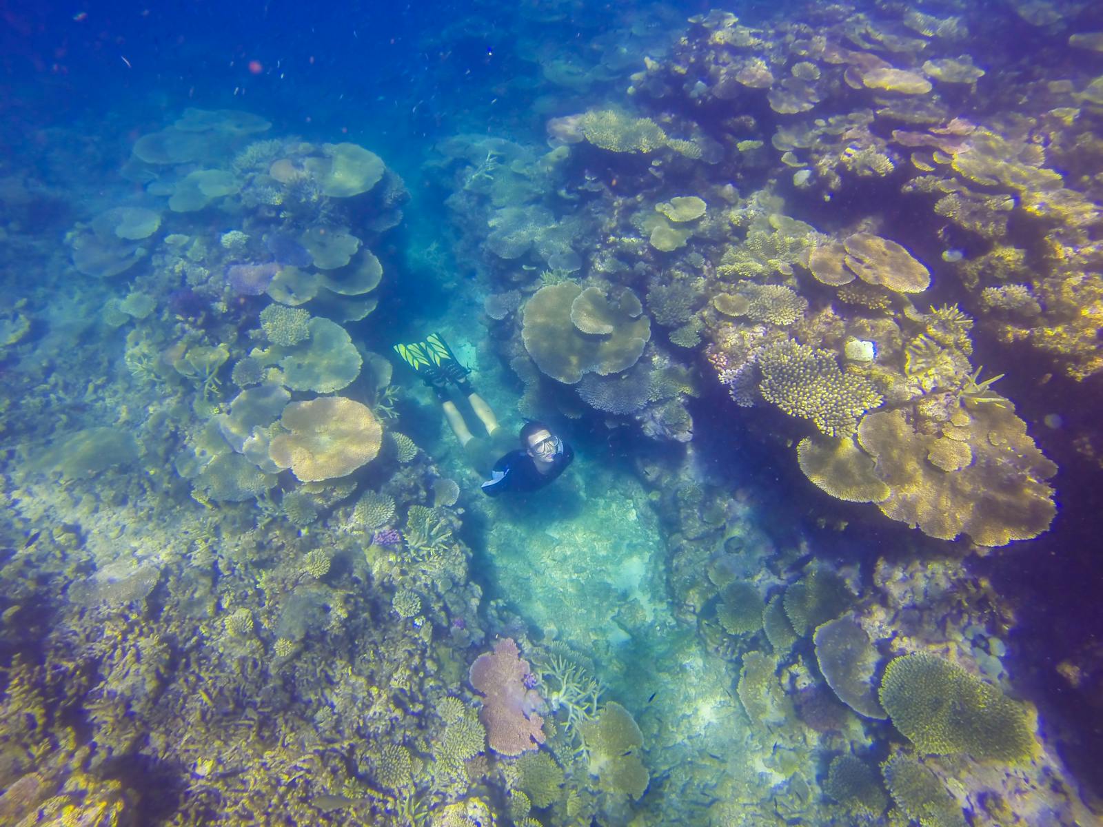 Snorkeler - Lodestone Reef